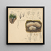 Xylaria hypoxylon Pterula multifida - Hans Walty — framed artwork on a wall