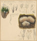 Xylaria hypoxylon Pterula multifida - Hans Walty — artwork view