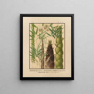 Yasuyoshi Shirasawa - Icones of the bamboos of Japan Nihon chikurui zufu Pl03.webp