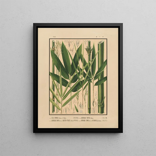 Yasuyoshi Shirasawa - Icones of the bamboos of Japan Nihon chikurui zufu Pl08.webp