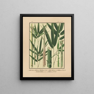 Yasuyoshi Shirasawa - Icones of the bamboos of Japan Nihon chikurui zufu Pl09.webp