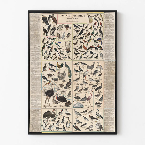 Large Vintage Wall Map Poster of the Bird Atlas