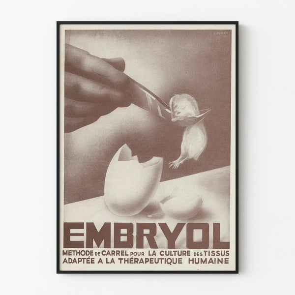 Vintage Embryol Poster - Medical Wall Decoration
