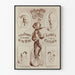 Vintage poster of Emilien and Oscar, cycling acrobats on a wheel