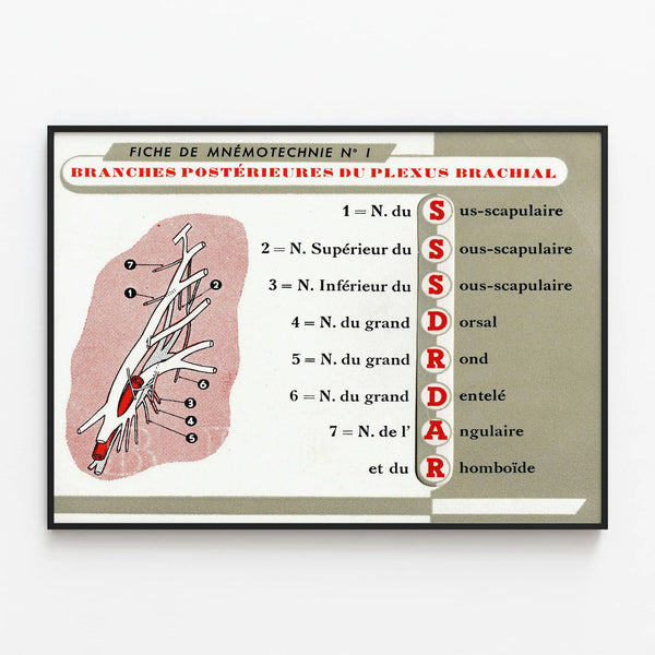 Educational Poster of Mnemonics on the Posterior Branches of the Brachial Plexus — framed artwork on a wall