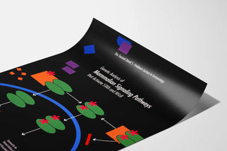 Scientific poster on mammalian signaling pathways activating STATs and NFκB