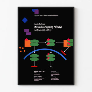Scientific poster on mammalian signaling pathways activating STATs and NFκB