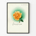 Decorative poster Lebensfreude with orange-pink rose and green halo Artem Legrand