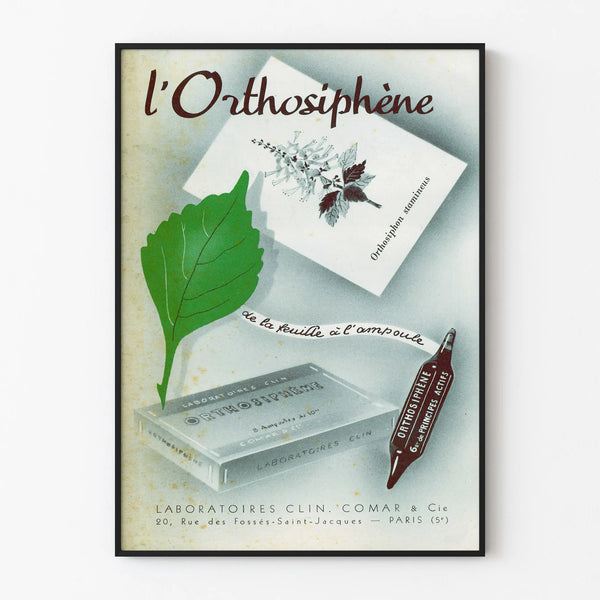 Vintage poster of l'Orthosiphène - retro pharmacy wall decor