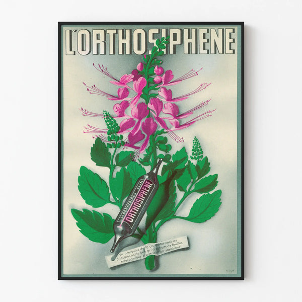 Vintage poster L'Orthosiphène botanical wall decoration