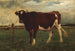 Study of a cow - Émile van Marcke — artwork view