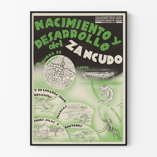 Vintage educational poster: Birth and development of the mosquito
