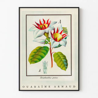 Vintage botanical poster of Strophanthus gratus flower Ouabaïne Arnaud