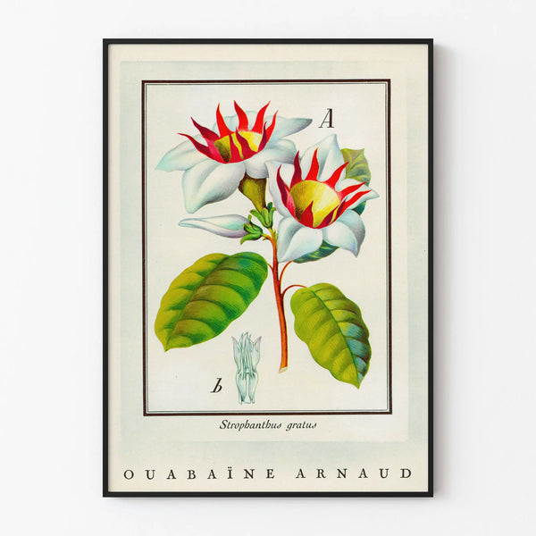 Vintage botanical poster of Strophanthus gratus flower Ouabaïne Arnaud