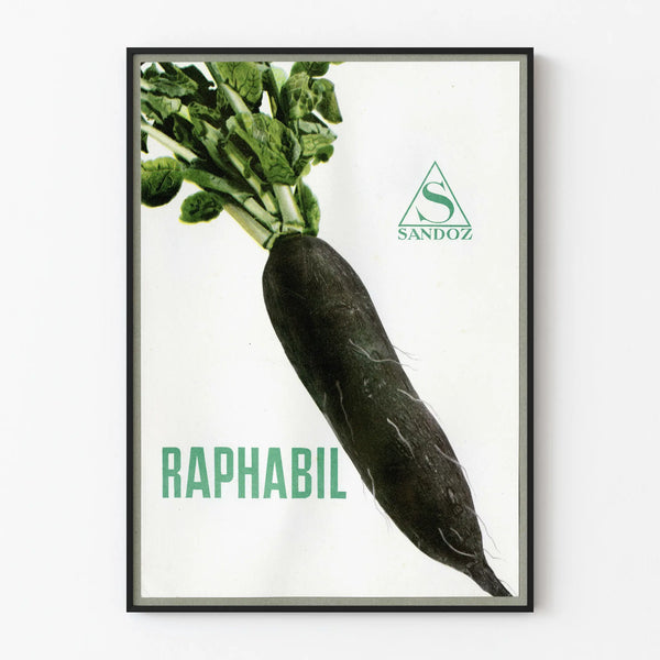 Vintage poster of black radish Raphabil Sandoz for wall decoration