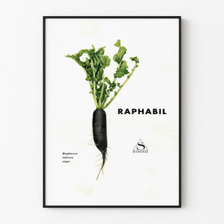 Decorative Poster Raphabil - Black Radish and Green Foliage