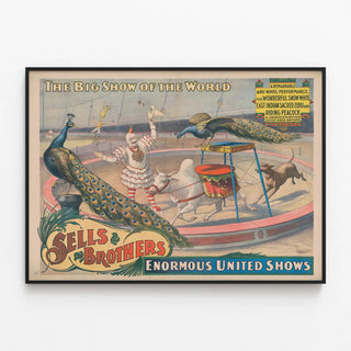 Vintage poster of Sells Brothers: spectacle of the white zebu and peacock — framed artwork on a wall