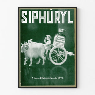 Vintage poster advertising Siphuryl diuretic based on Orthosiphon of Java
