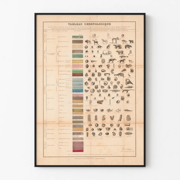 Vintage Geological and Fossil Chronological Painting