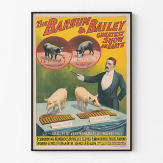 Vintage Poster The Barnum & Bailey - Trained Pigs Playing Music