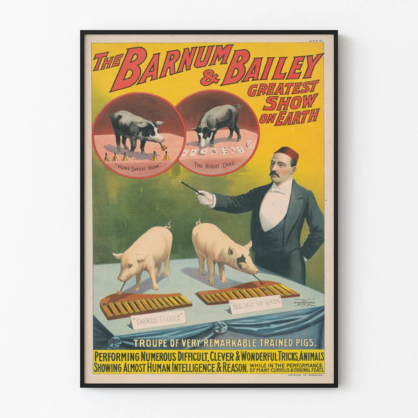 Vintage Poster The Barnum & Bailey - Trained Pigs Playing Music