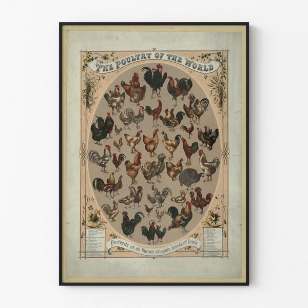 Vintage poster of world poultry breeds - Animal wall decoration