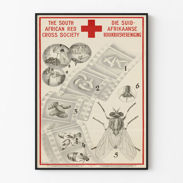 Vintage Educational Poster - Life Cycle of the Fly by the South African Red Cross Society