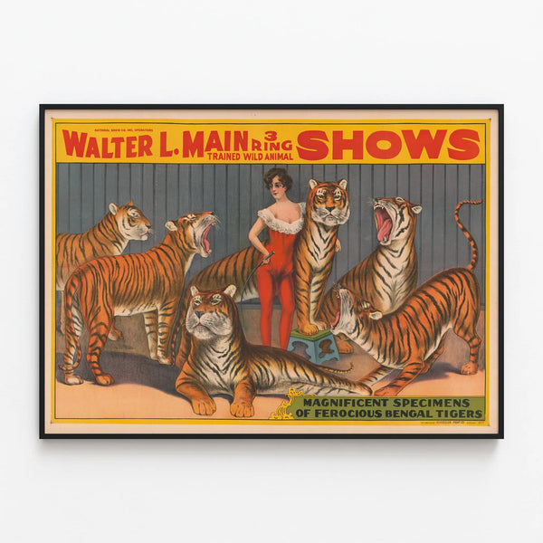 Vintage Walter L. Main Poster - Bengal Tigers — framed artwork on a wall